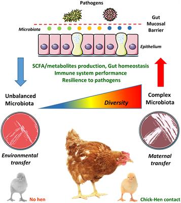 Uncovering the core principles of the gut-lung axis to enhance innate immunity in the chicken